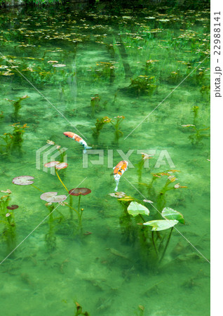 岐阜県関市 モネの池 岐阜県関市 モネの池 22988141