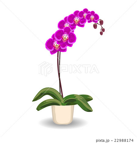 Orchid Flowerpot On White Background のイラスト素材