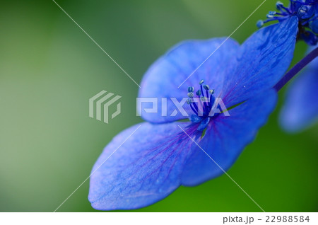 紫陽花 22988584