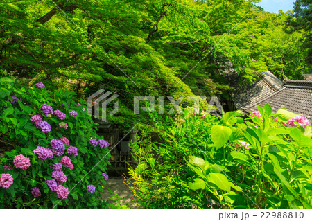 長谷寺のあじさい 22988810