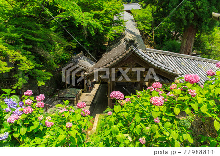 長谷寺のあじさい 22988811
