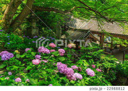 長谷寺のあじさい 22988812
