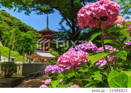 長谷寺のあじさい 22988825