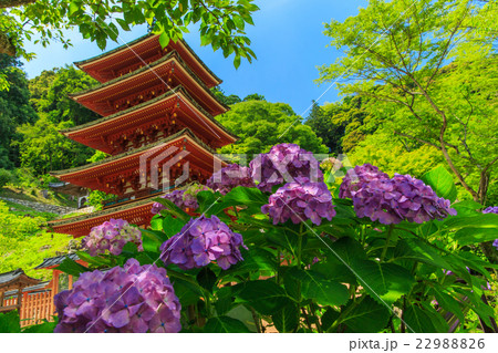長谷寺のあじさい 長谷寺のあじさい 22988826