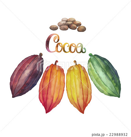 Watercolor Cocoa Fruitのイラスト素材 2292
