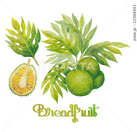 Watercolor breadfruit set 22988991