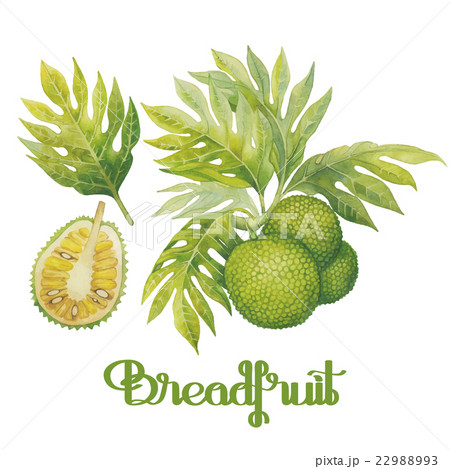 Watercolor breadfruit set 22988993