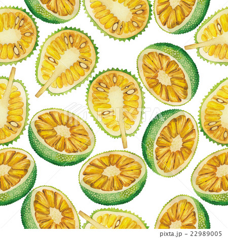 Watercolor breadfruit and jackfruit pattern Watercolor breadfruit and jackfruit pattern 22989005
