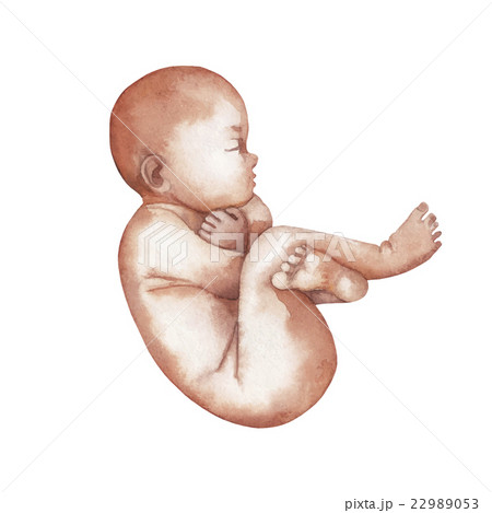 Watercolor isolated fetus 22989053