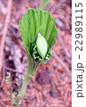 クマガイソウの蕾 22989115