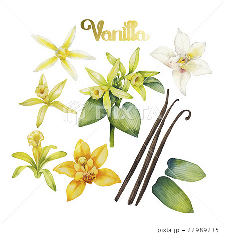 Watercolor Vanilla Flowerのイラスト素材 22989235 Pixta