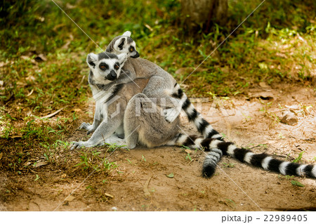 Ring- tailed Lemur 22989405