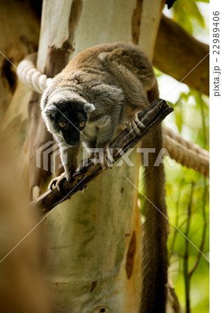 Brown Lemur 22989406