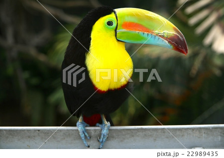 カラフルな鳥（サンショクキムネオオハシ）の写真素材 [22989435