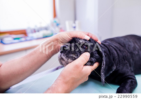 Veterinarian at veteringary clinic examining dog 22990559