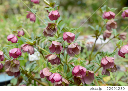 ヘルボルス 22991280