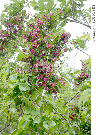 ヤブウツギ 22991285