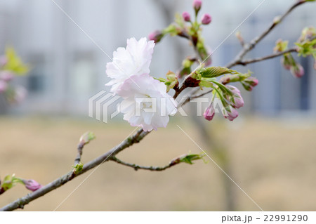三ケ日桜 22991290