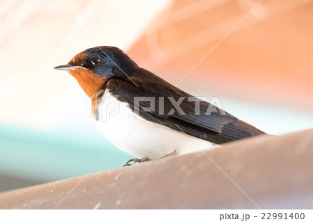 ツバメの成鳥の写真素材