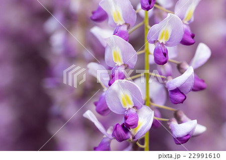 藤の花 22991610