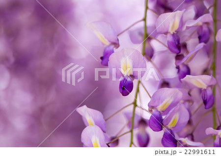 藤の花 22991611
