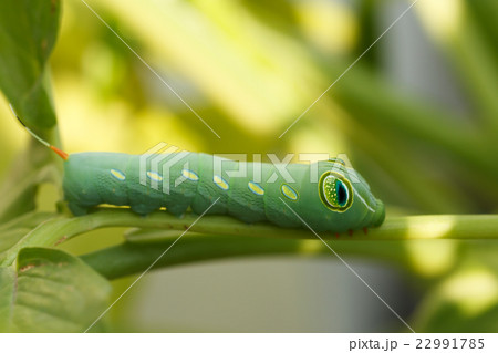green caterpillar green caterpillar 22991785