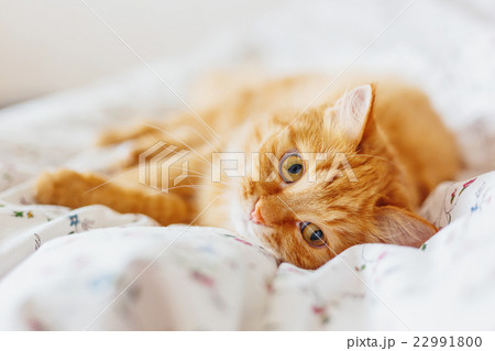 Cute ginger cat lying in bed. Fluffy sleepy pet. Cute ginger cat lying in bed. Fluffy sleepy pet. 22991800