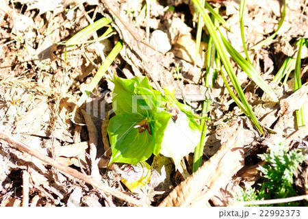 エンレイソウ 22992373