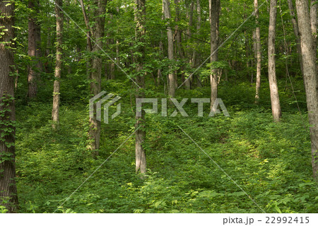 ナラの木の森 ナラの木の森 22992415