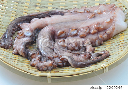 マダコ マダコ 22992464