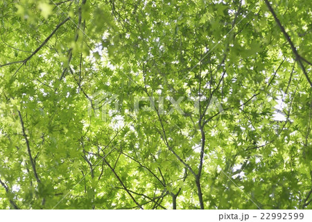 新緑（カエデ） 22992599