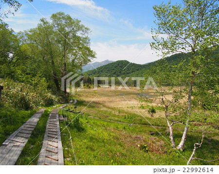 初夏の赤田代 初夏の赤田代 22992614