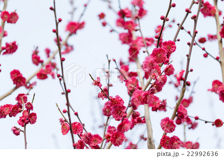 紅梅 紅梅 22992636