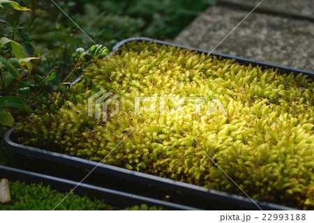 苔の日本庭園 小松市『苔の里』 苔の日本庭園 小松市『苔の里』 22993188