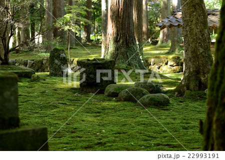 苔の日本庭園 小松市 苔の里 の写真素材