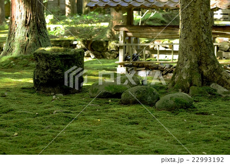 苔の日本庭園　小松市『苔の里』 22993192