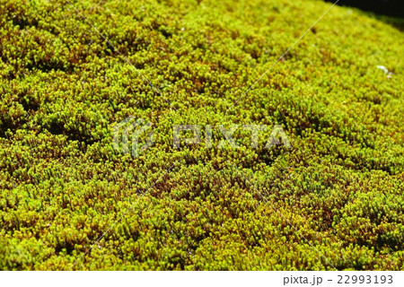 苔の日本庭園 小松市『苔の里』 苔の日本庭園 小松市『苔の里』 22993193