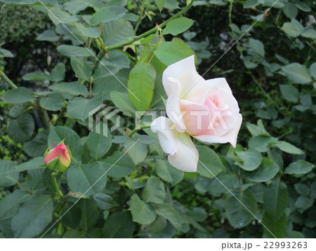 白いバラ 22993263