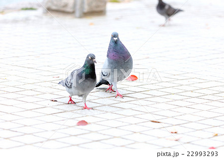 鳩求愛 鳩求愛 22993293