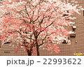 もみじとさくらのコラボ 22993622