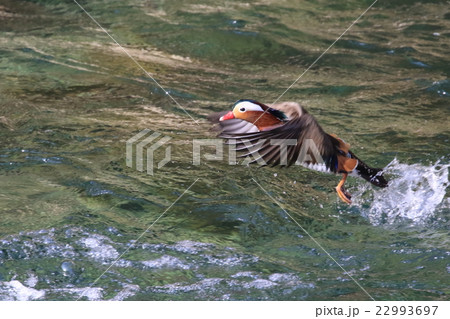 野生のオシドリ 野生のオシドリ 22993697