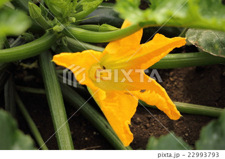 ズッキーニの花 22993793