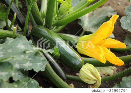 ズッキーニ 22993794