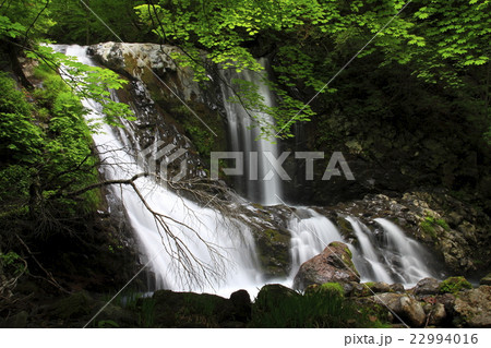 初夏の木曽御嶽 秘境油木美林こもれびの滝 絶景 初夏の木曽御嶽 秘境油木美林こもれびの滝 絶景 22994016