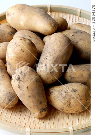 新ジャガイモ 22994279