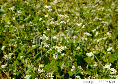 蕎麦の花 22994834