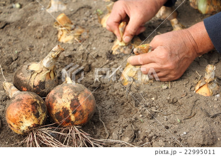 タマネギの収穫 タマネギの収穫 22995011