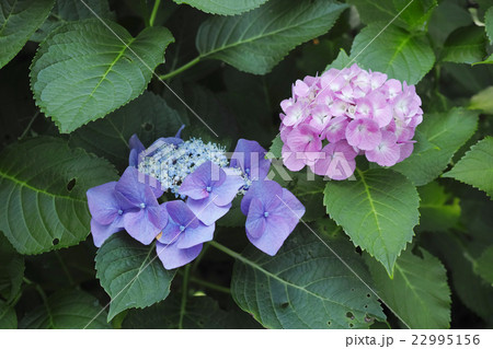 額紫陽花と西洋紫陽花の写真素材