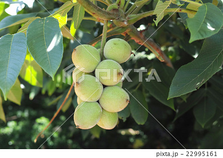 胡桃の実 22995161