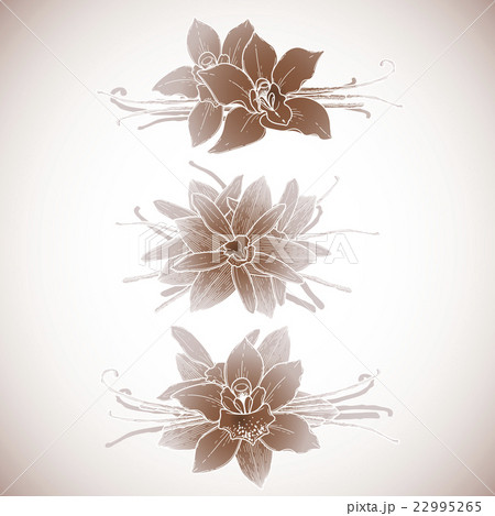 Graphic vanilla vignette Graphic vanilla vignette 22995265